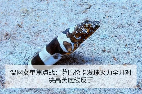 wen-wang-nv-dan-jiao-dian-zhan-sa-ba-lun-ka-fa-qiu-huo-li-quan-kai-dui-jue-gao-fu-di-xian-fan-shou-2-232.jpg